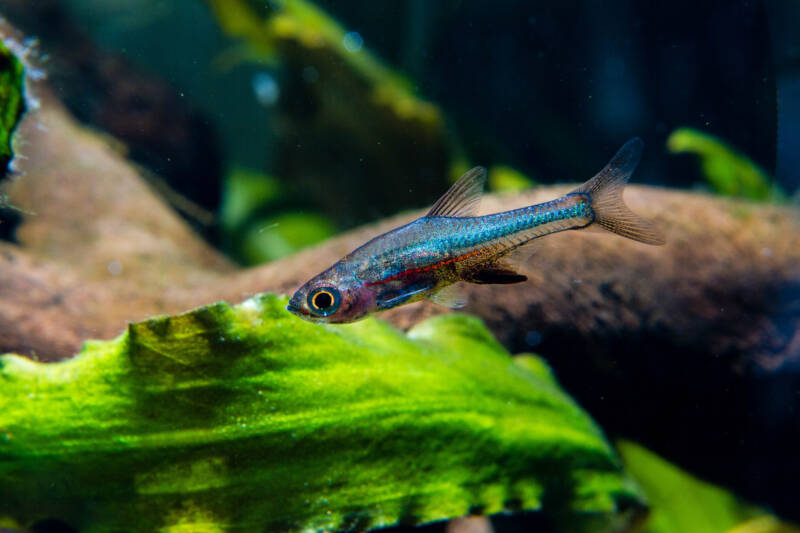 Sundadanio axelrodi commonly known as axelrod rasbora or blue neon rasbora swimming in a planted tank 