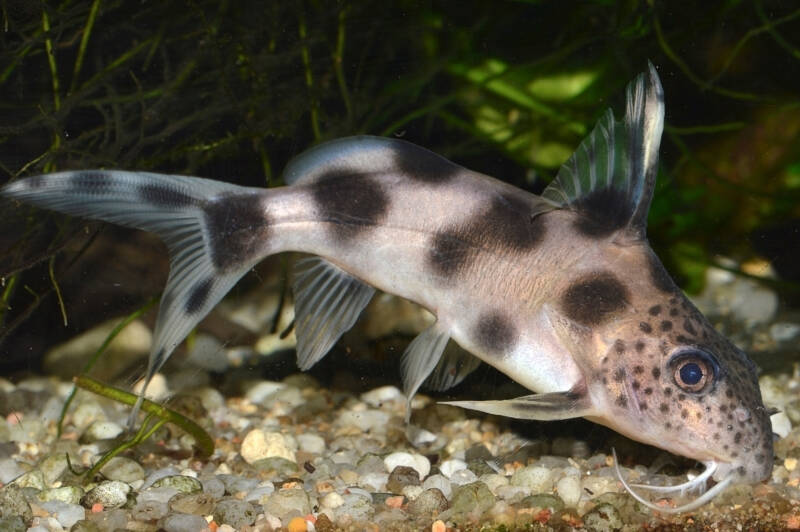 Synodontis decorus also known as clown synodontis dwelling the gravel in aquarium