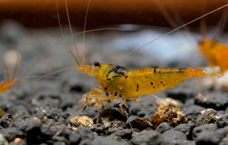 Caridina serrata also known as Tangerine Tiger Shrimp on aquatic soil in a freshwater aquarium