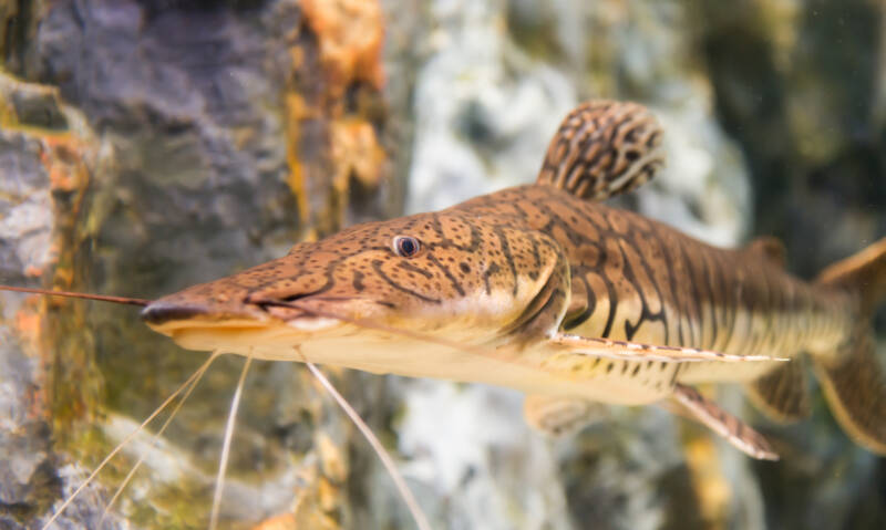 Pseudoplatystoma fasciatum commonly known as tiger shovelnose catfish swimming under the water