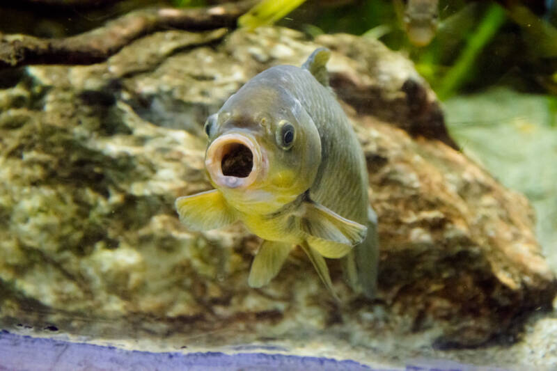 Wild carp from Asia, Cyprinus carpio