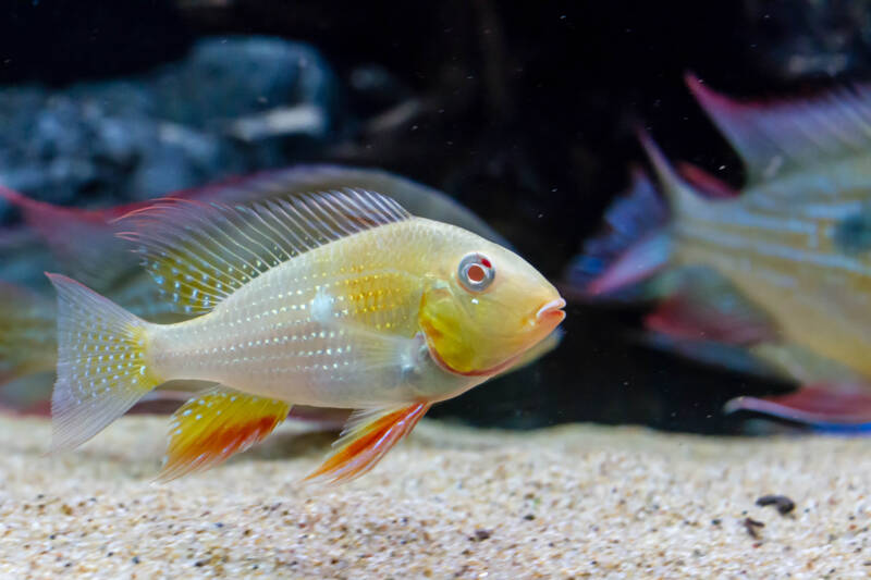 Albino threadfin acara in the aquarium