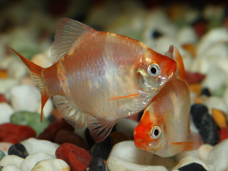 Couple of albino Puntigrus tetrazona also known as tiger barbs swimming near the gravel bottom in aquarium