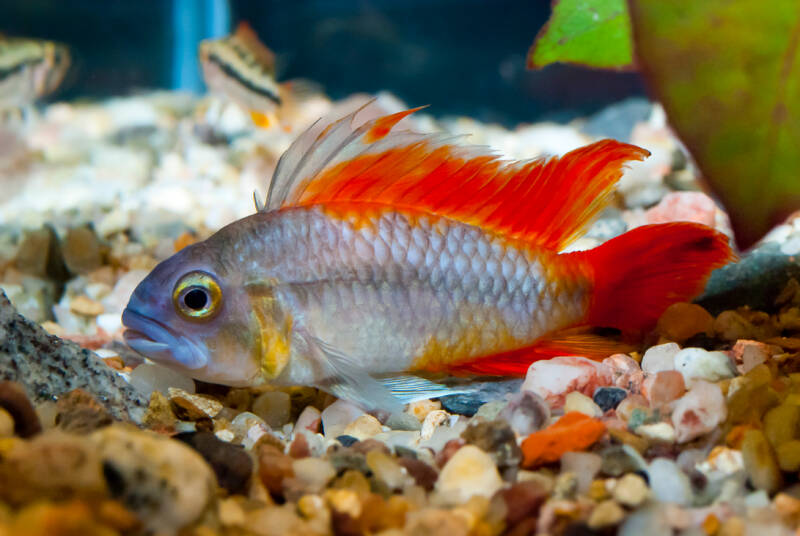 Apistogramma cacatuoide also known as cockatoo dwarf apistogramma cichlid is staying on a gravel bottom in the aquarium