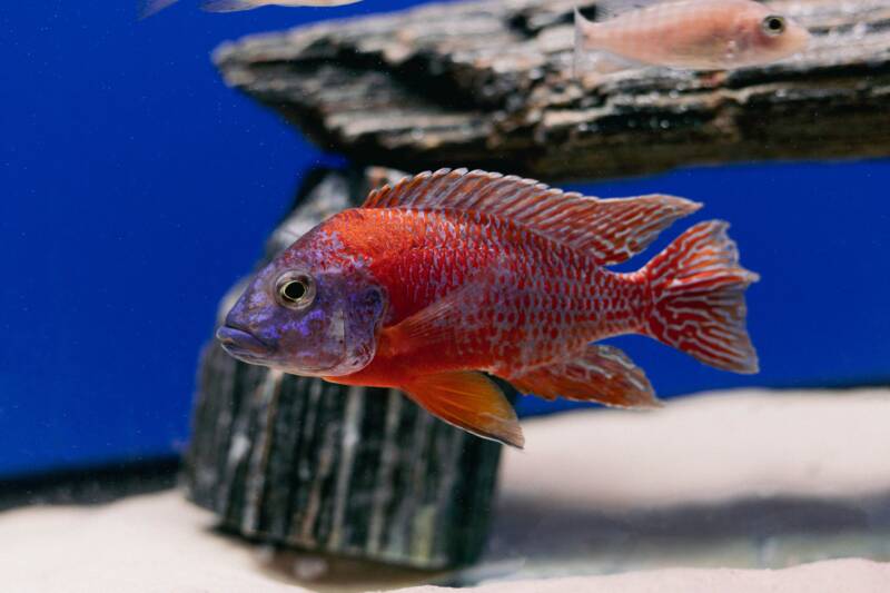 Aulonocara rubescens also known as ruby red peacock fish in the aquarium with rock