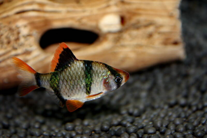 Puntigrus tetrazona also known as tiger or Sumatra barb swimming near black aquatic soil in aquarium