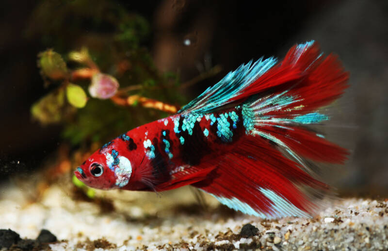 Longtail fancy koi Galaxy variety is swimming close to the bottom in the aquarium