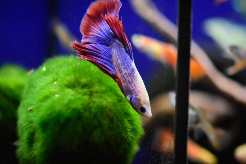 Betta is swimming in a freshwater aquarium decorated with a marimo moss