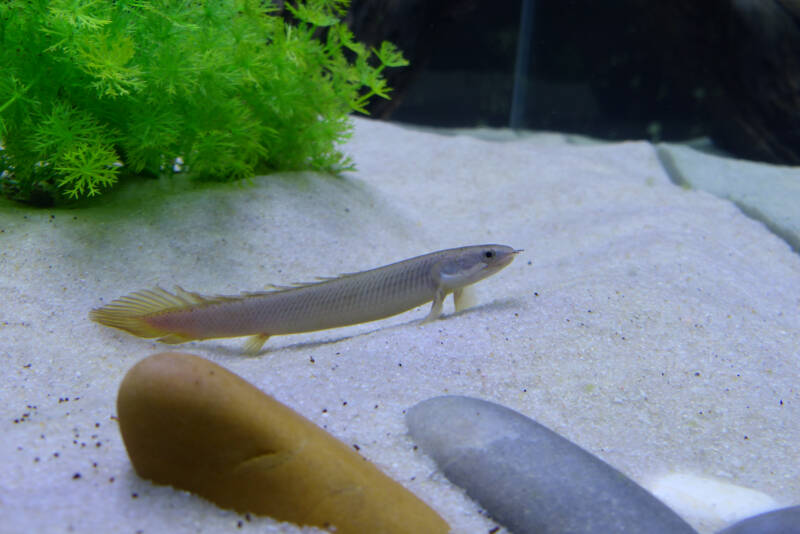 Polypterus senegalus also known as bichir swimming at the bottom in a freshwater aquarium