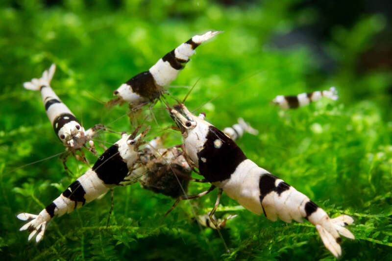 Group of black bee caridina shrimps eating commercial shrimp food on aquatic moss in freshwater aquarium