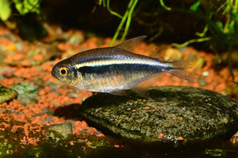 Hyphessobrycon herbertaxelrodi also known as black neon tetra swimming near aquarium's bottom