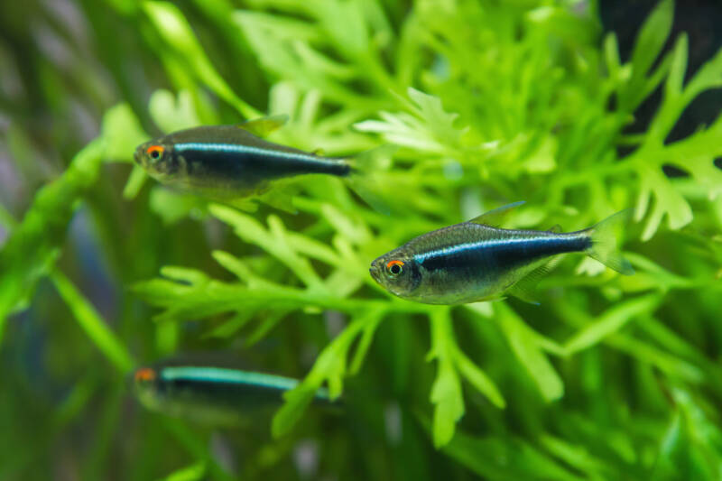 A school of Hyphessobrycon herbertaxelrodi also known as black neons swimming among aquatic plants