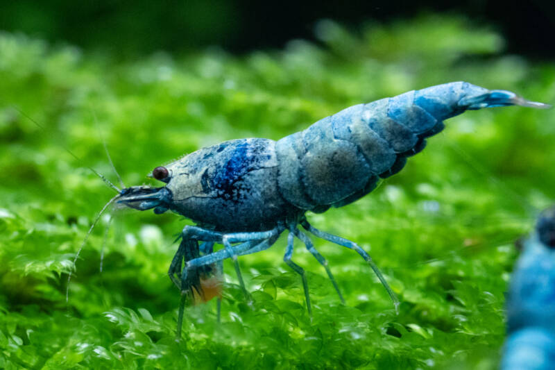 Caridina cf. cantonensis var. Blue Bolt eating on a green leaf