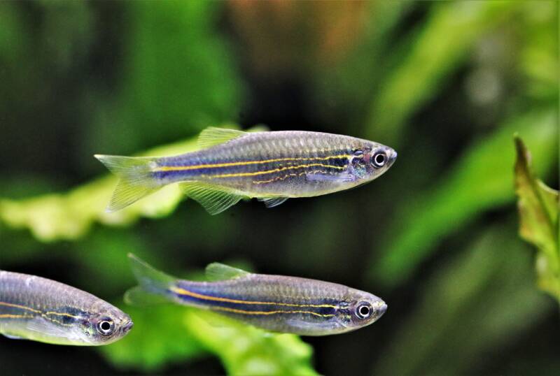 A school of Danio kerri also known as royal blue danios is swimming in a planted freshwater aquarium