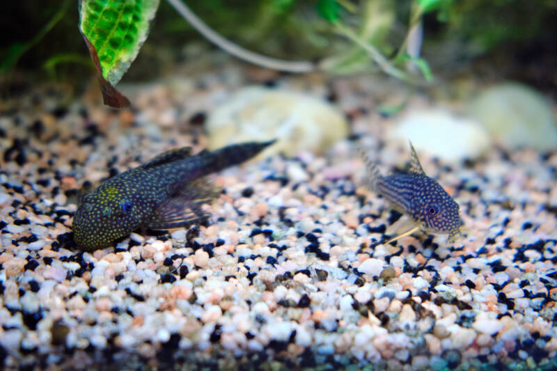 Catfish staying at the bottom of the aquarium