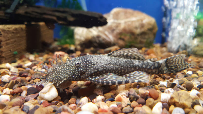 Ancistrus cirrhosus also known as bristlenose plecostomus on a gravel bottom in a freshwater aquarium