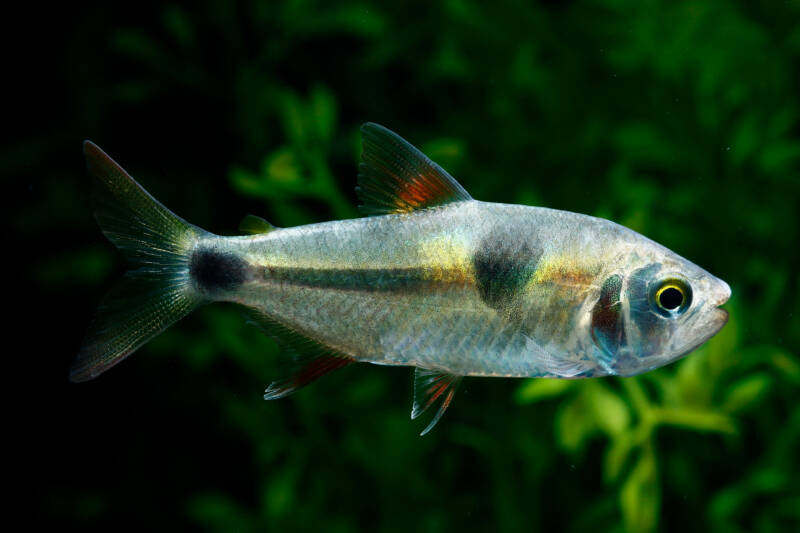 Exodon paradoxus also known as bucktooth tetra close-up on a dark background