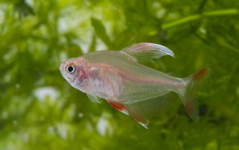 Hyphessobrycon bentosi also known as candy cane tetra swimming among aquatic plants