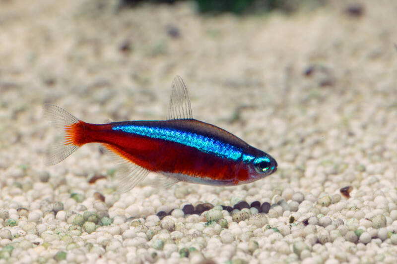 Paracheirodon axelrodi known commonly as cardinal tetra is bottom dwelling