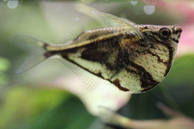 Carnegiella strigata also known as marbled hatchet fish on ablurry backround 