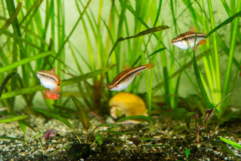 Group of three females of cherry barbsin a planted aquarium, swimming and feeding between aquatic plants