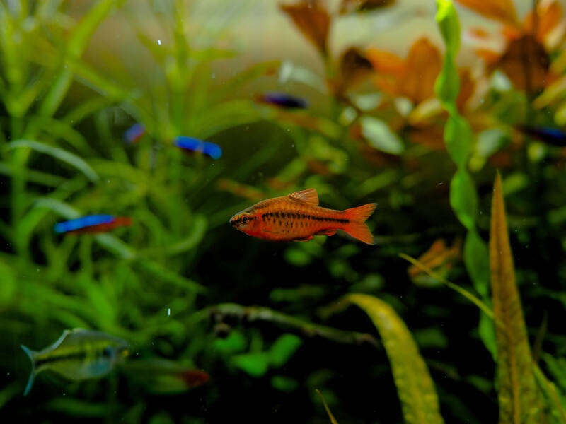 Puntius titteya also known as cherry barb swimming with its tank mates in aquarium