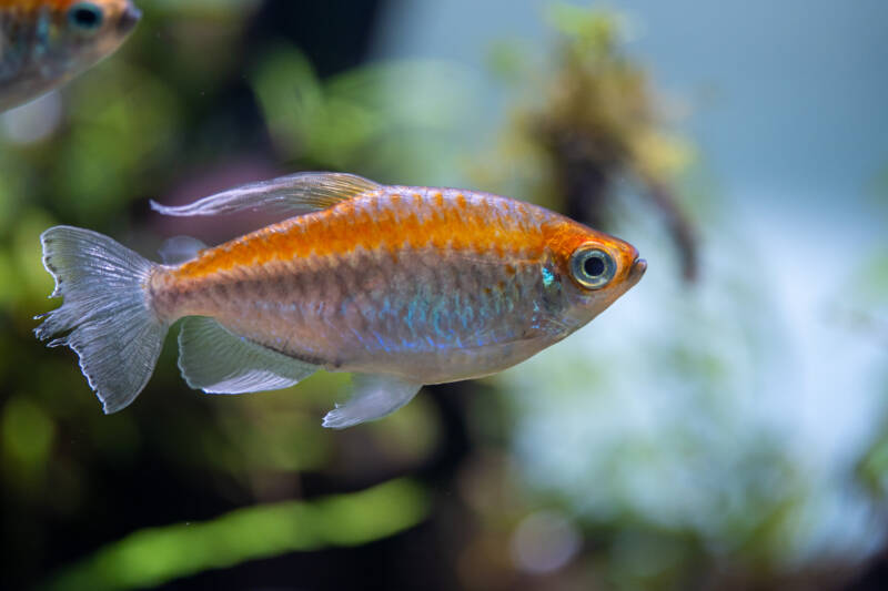 Phenacogrammus interruptus also known as Congo tetra swimming