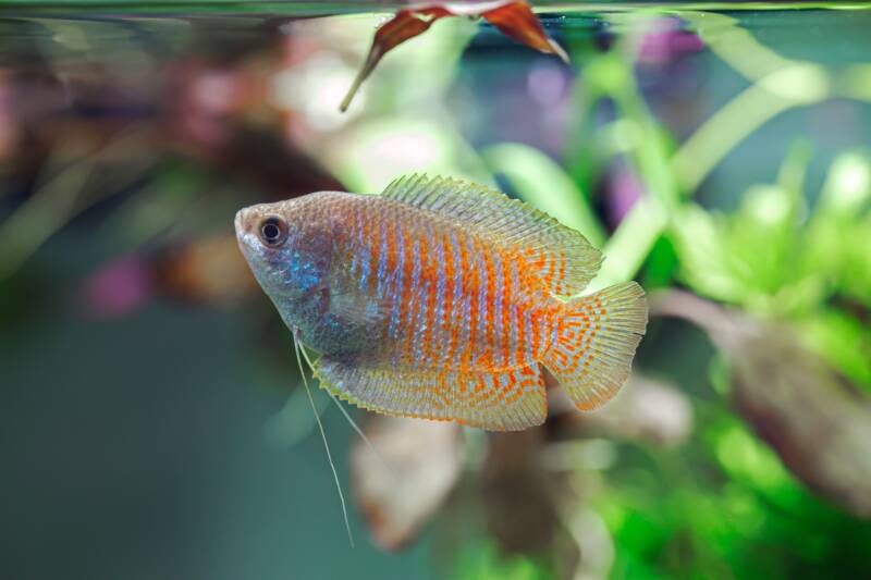 Trichogaster lalius also known as Dwarf gourami, Neon variation