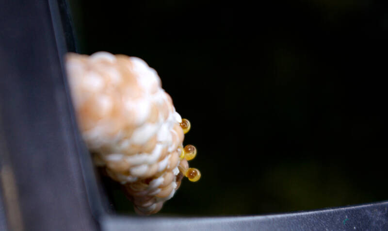 Hatching of some snail eggs