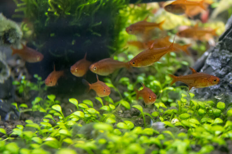 School of Hyphessobrycon amandae also known as ember tetras is swimming among aquatic plants