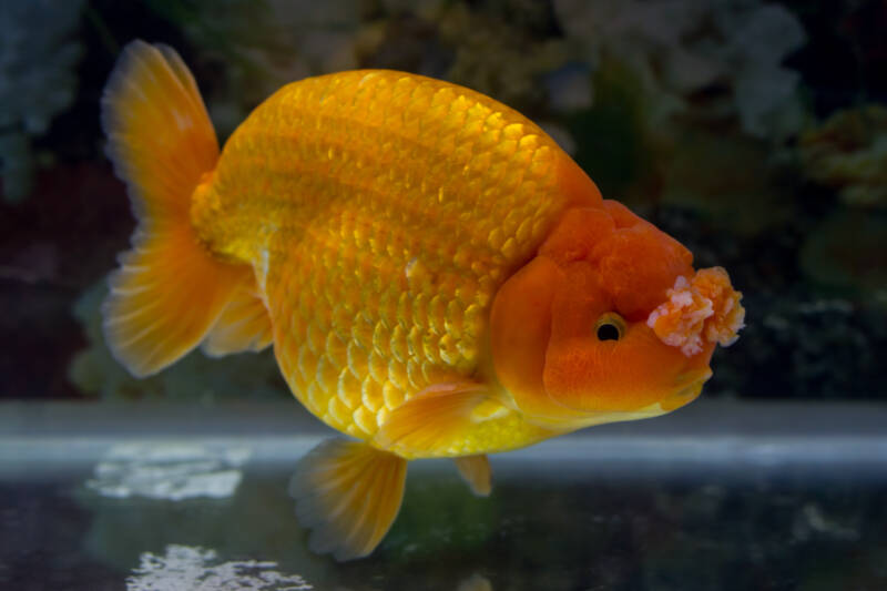 Fancy pompom goldfish in a transparant tank