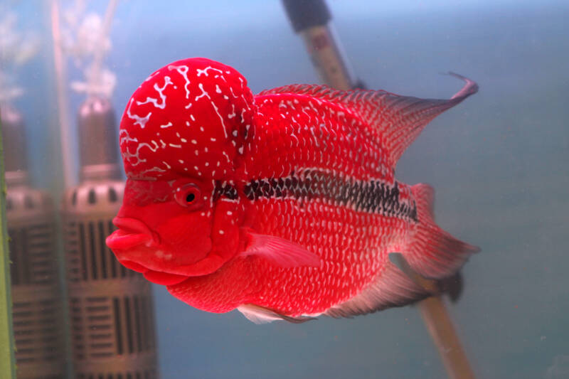 Flowerhorn cichlid in the aquarium