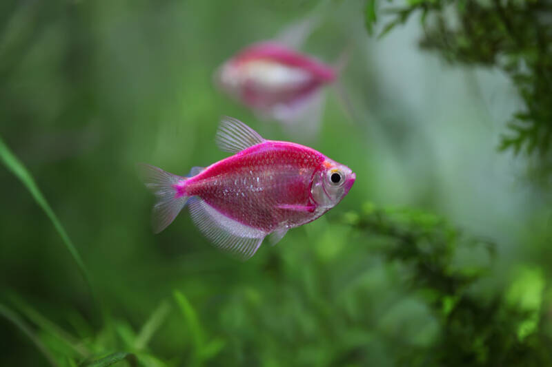 GloFish® Tetra swimming in a planted aquarium