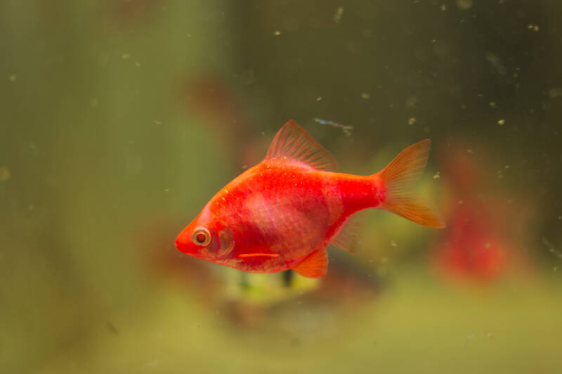 Red glofish Puntius tetrazona on a blurry background