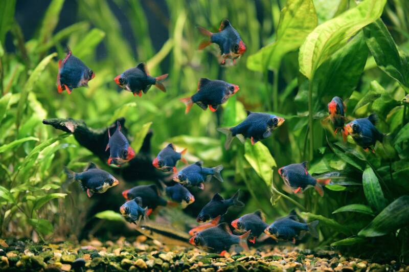 A big school of green moss variety of tiger barbs in a heavily planted aquarium 