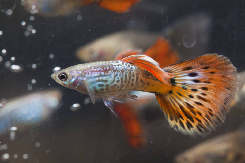 Poecilia reticulata also known as fancy guppy fish swimming in the tank