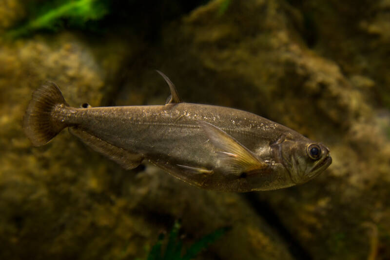 Close-up of Hydrolycus scomberoides also known as vampire tetra in a dark aquarium