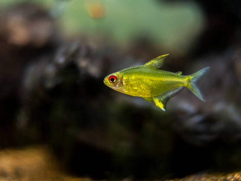 Hyphessobrycon pulchripinnis also known as lemon tetra