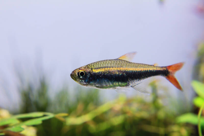 Hyphessobrycon loretoensis also known as loreto tetra in a freshwater aquarium