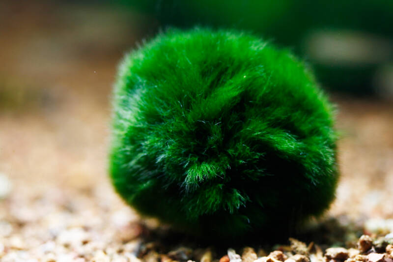 A close-up of Aegagrophila linnaei also known as marimo moss on a gravel bottom in aquarium