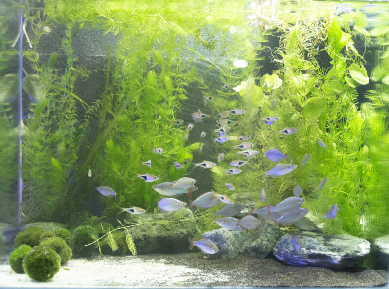 Freshwater planted aquarium with a shoal of fish