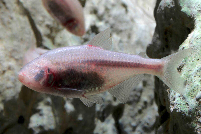 Astyanax mexicanus also known as Mexican tetra or blind cave tetra close-up in aquarium