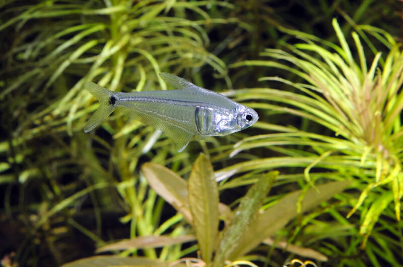 Leptagoniates pi commonly known as mountain crystal tetra swimming in a heavily planted tank