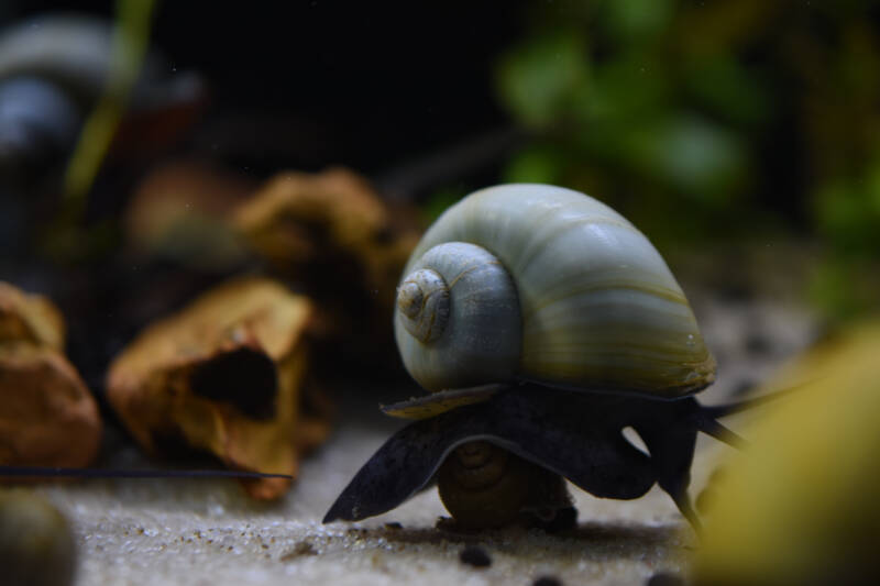 Pomacea brigesii also known as mystery snail at the aquarium's bottom