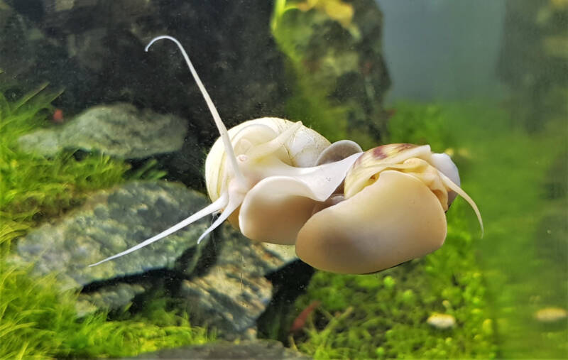 A pair of Pomacea bridgesii commonly known as apple snails or mystery snails mating in nano freshwater aquarium