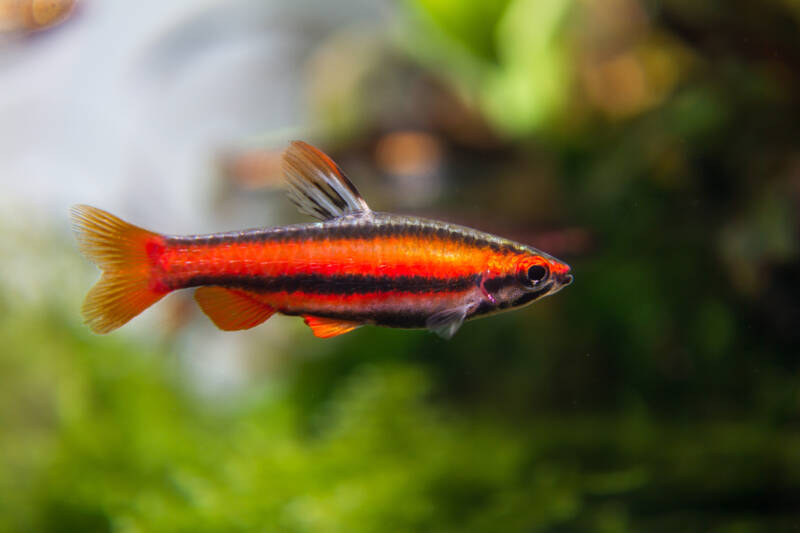 Nannostomus mortenthaleri also known as coral red pencil fish on a blurry background