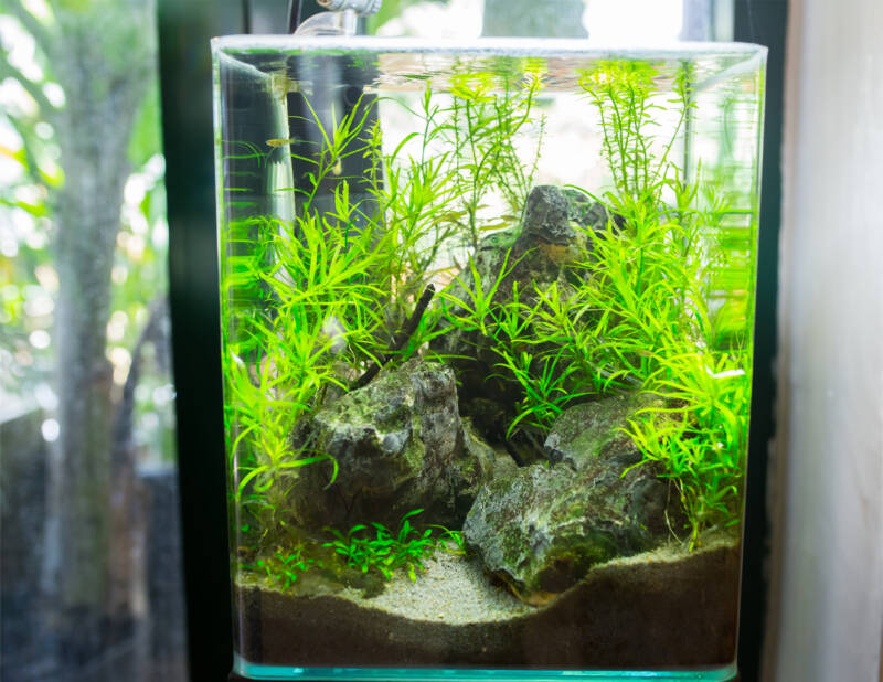 Nano tank with Naja guadalupensis also known as guppy grass