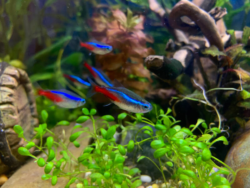 A school of Paracheirodon innesi also known as neon tetras is swimming in a planted and decorated tank