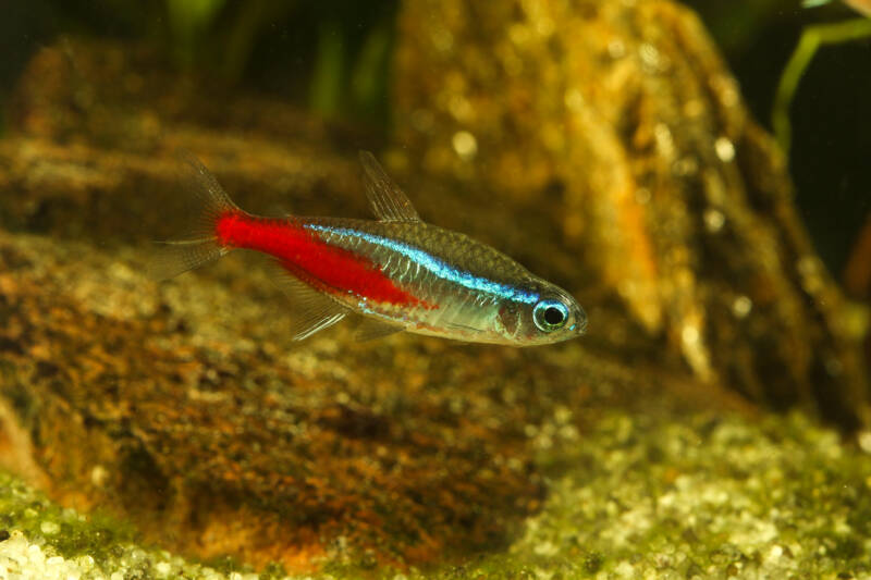 Paracheirodon innesi also known as neon tetra swimming lose to the bottom of the aquarium