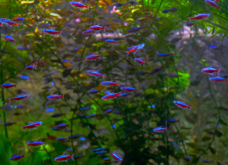 Shoal of cardinal tetras in a planted tank